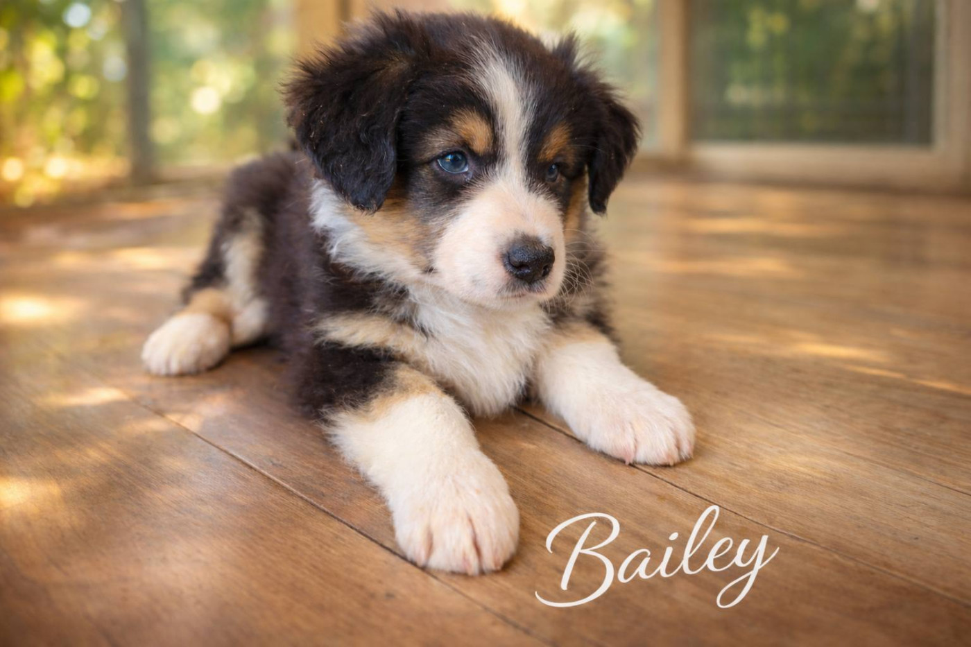 Chiot Berger Australien Rebecca Pit